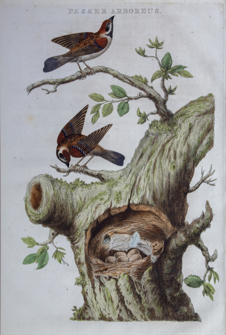 NOZEMAN'S NEDERLANDSCHE VOGELEN - PASSER ARBOREUS, 1770-1829