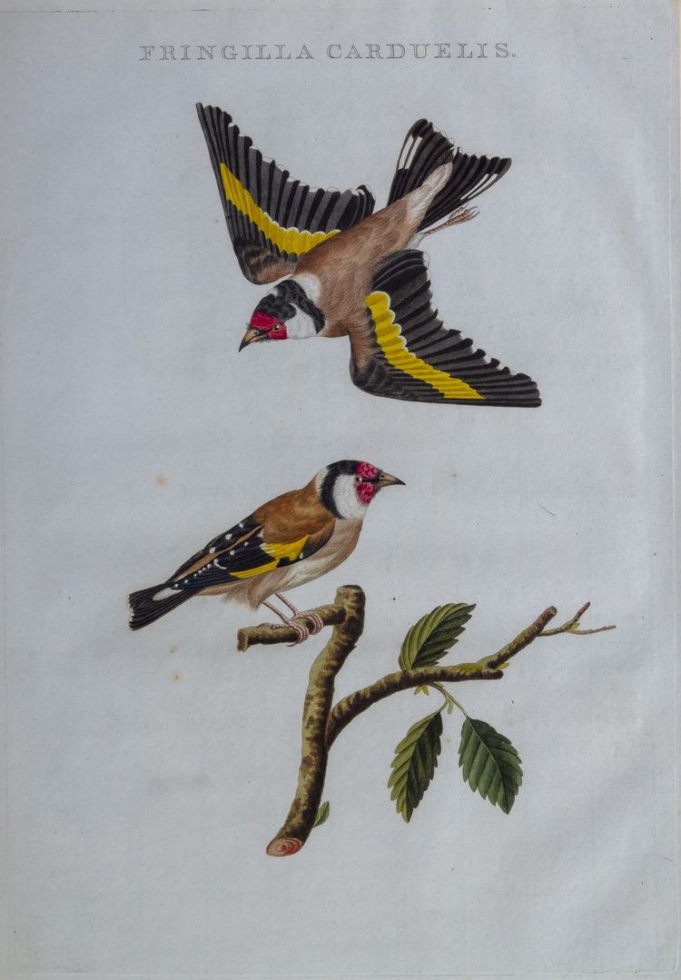 NOZEMAN'S NEDERLANDSCHE VOGELEN - FRINGILLA CARDUELIS, 1770-1829 