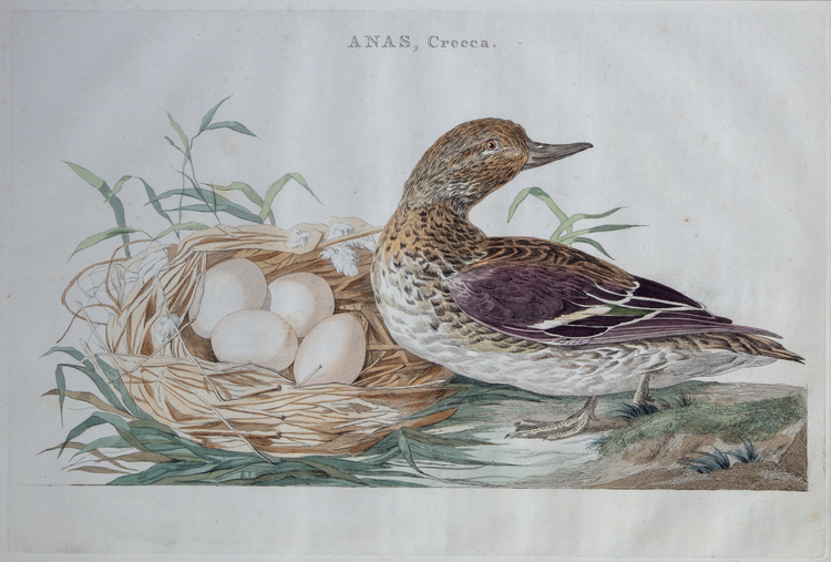 NOZEMAN'S NEDERLANDSCHE VOGELEN - ANAS CRECCA,1770-1829 