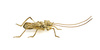 Brass model of a cricket (kōrogi) with movable legs, antlers and (partly movable) wings