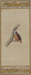 A PERSIAN BIRD MINIATURE, PERSIA, 18TH CENTURY