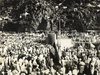 A COLLECTION OF PHOTOGRAPHS OF THE HAJJ RITUALS IN MECCA AND MEDINA, POSSIBLY 1950s