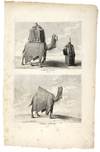 THREE  ILLUSTRATIONS OF MEDINA AND AL-MAHMAL, DATING BACK TO 1784 AND 1861