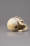 An Ivory memento mori skull