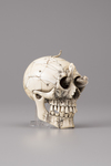 An Ivory memento mori skull