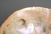 A LARGE JAPANESE ABALONE 鮑 (AWABI)-SHELL WITH LACQUERED LID, MEIJI PEIROD (1868-1912)