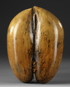 COCO DE MER, LODOICEA MALDIVICA