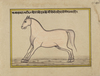 FIFTEEN ILLUSTRATED LEAVES FROM A MANUSCRIPT ON HORSES, INDIA, RAJASTHAN, 19TH CENTURY