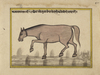 FIFTEEN ILLUSTRATED LEAVES FROM A MANUSCRIPT ON HORSES, INDIA, RAJASTHAN, 19TH CENTURY