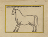FIFTEEN ILLUSTRATED LEAVES FROM A MANUSCRIPT ON HORSES, INDIA, RAJASTHAN, 19TH CENTURY
