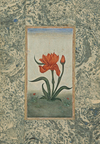 A STUDY OF A RED FLOWER, PROBABLY DECCAN, CIRCA 18TH CENTURY