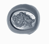 A ROMAN CARNELIAN INTAGLIO OF A GRYLLOS, 1ST CENTURY AD