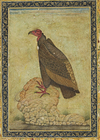 A VULTURE, MUGHAL INDIA, AFTER THE MINIATURE SCHOOL OF MANSUR, CIRCA 1620
