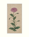 A STUDY OF A PURPLE DOUBLE-FLOWERED POPPY, INDIA, MUGHAL, DECCAN OR POSSIBLY KISHANGARH, 17TH CENTURY