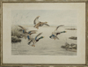 GEORGER FREDERICK ROTIG (1873-1961), DUCKS LANDING, LITHOGRAPH IN COLOURS