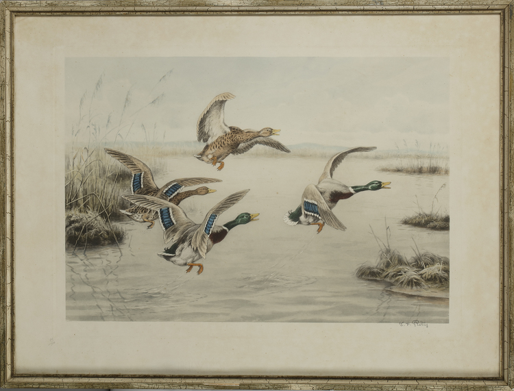 GEORGER FREDERICK ROTIG (1873-1961), DUCKS LANDING, LITHOGRAPH IN COLOURS