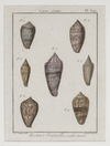 ANTIQUE NATURAL HISTORY SHELL ENGRAVINGS, 18TH-19TH CENTURY