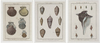ANTIQUE NATURAL HISTORY SHELL ENGRAVINGS, 18TH-19TH CENTURY