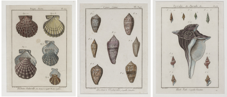 ANTIQUE NATURAL HISTORY SHELL ENGRAVINGS, 18TH-19TH CENTURY