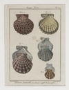 ANTIQUE NATURAL HISTORY SHELL ENGRAVINGS, 18TH-19TH CENTURY