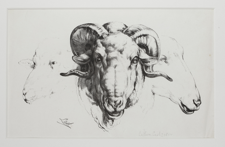 RAM STUDY BY LÉON LAST, CIRCA 1850