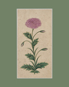 A STUDY OF A PURPLE DOUBLE-FLOWERED POPPY, INDIA, MUGHAL, DECCAN OR POSSIBLY KISHANGARH, 17TH CENTURY