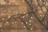 A JAPANESE SCREEN ON OXIDIZED SILVER LEAF PRESENTING A SPRING SCENE, LATE EDO PERIOD (FIRST HALF 19TH CENTURY)