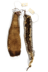 Two fur headbands from the Casuarina coast. Probably Cuscus. Collected by Jac Hoogerbrugge in the 1950’s or 1960’s.