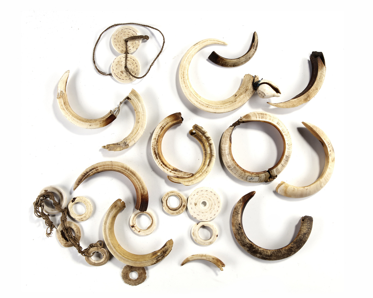 Asmat bracelet consisting of two boar tusks, collected by Jac Hoogerbrugge before 1969.