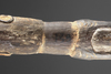 Asmat Ancestor carving collected by Jac Hoogerbrugge in the 1960’s or 1970’s. Carved by Binip from Basim.