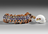 Two Kula gifts. Decorated shells from the Kula ring in South East Papua.