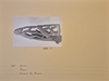 Asmat. Prow. Collected by Jac Hoogerbrugge In the village of Tareo in the 1960’s or 1970’s.