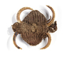 Abelam pectoral adornment. Collected by Jac Hoogerbrugge in the 1960’s or 1970’s.