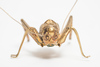 Very fine small figure of a grasshopper made of brass with gold patina