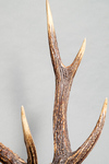 A sword stand formed by an antler of a stag