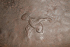 A extremely rare flat metal samurai hat (ichimonji jingasa) with a relief depicting a hawk perched in a tree watching a bird